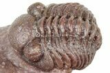 Curled Red Austerops Trilobite - Hmar Laghdad, Morocco #320891-2